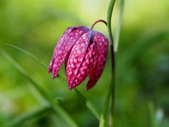 Wandeling door de Heemtuin 