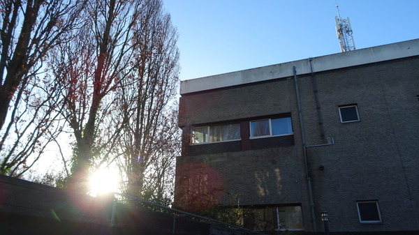 Zonnediefstal bewoners Christoffelkruid