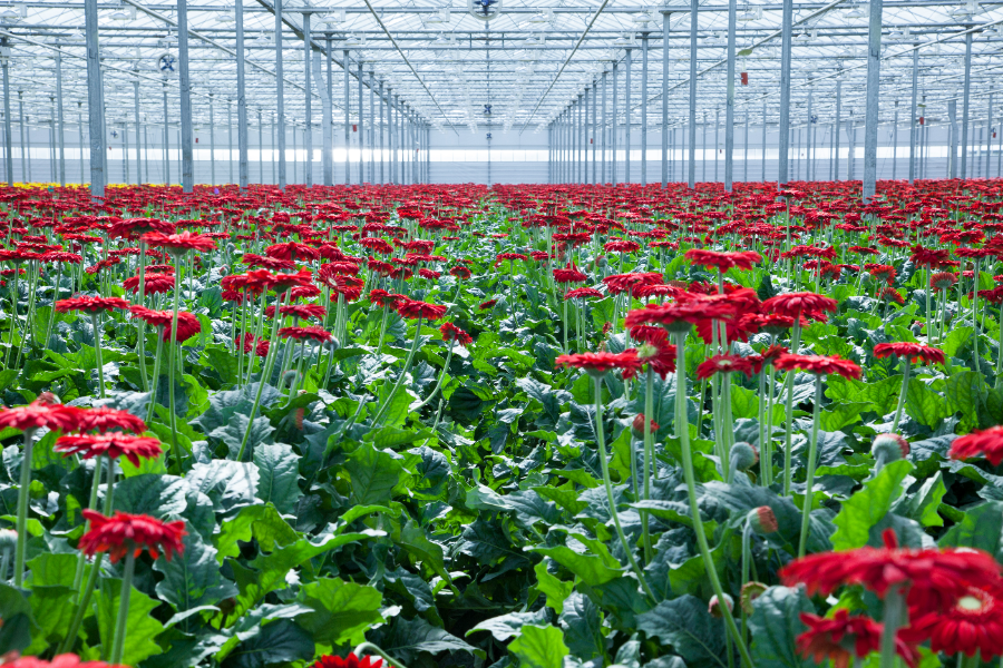 Kom in de Kas en beleef  de glastuinbouw!   