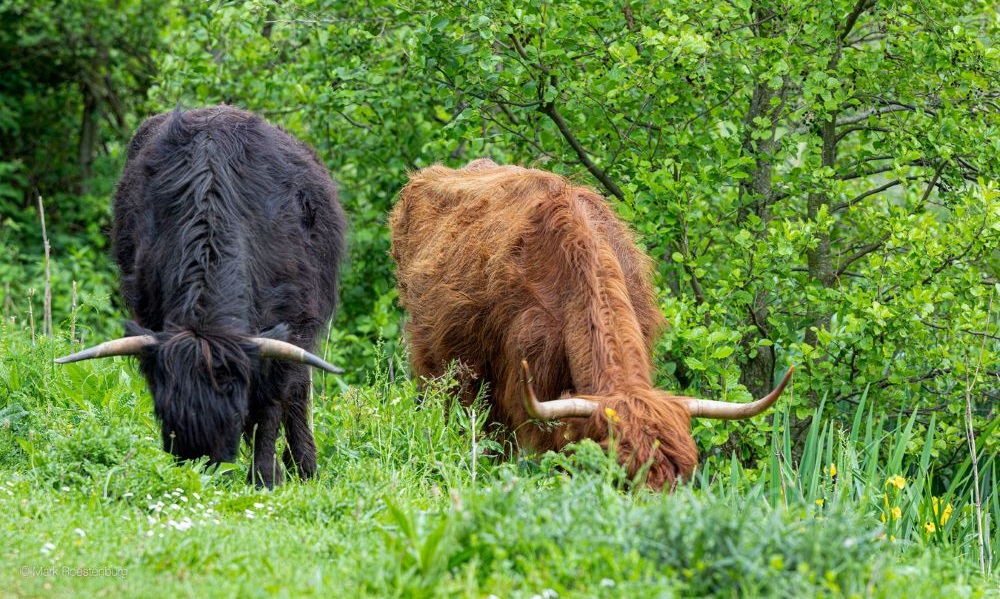 Op zoek naar de Schotse Hooglanders
