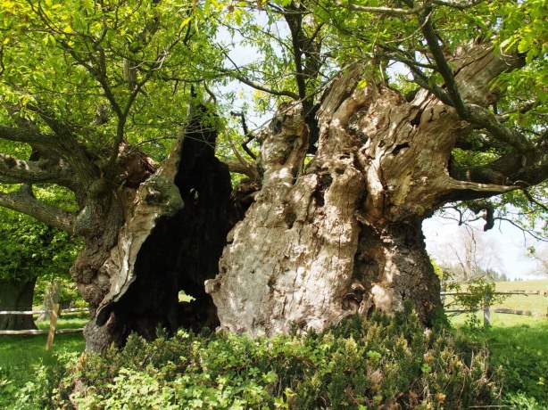 Presentatie Bomenreis Zuid-Engeland