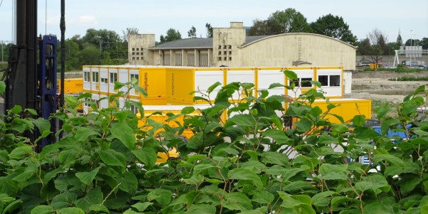 Lianne van Kalken: 'Japanse duizendknoop in kaart'