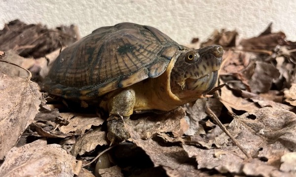 Inspecteur neemt verwaarloosde dieren mee