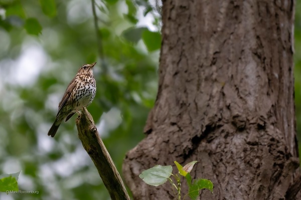 Wandelen met de Broekpoldergidsen in de maand april