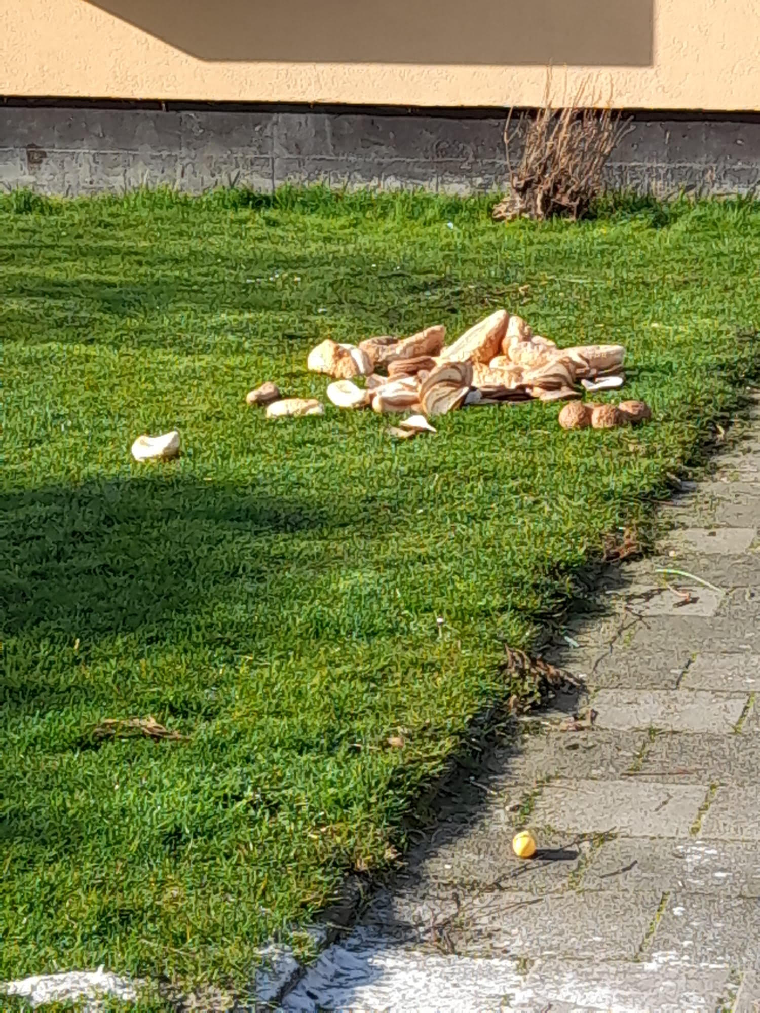HEEL DE STAD pleit voor verbod op voeren stadsdieren