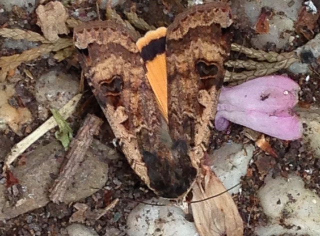 Nachtvlinderavond in Heemtuin Westwijk 