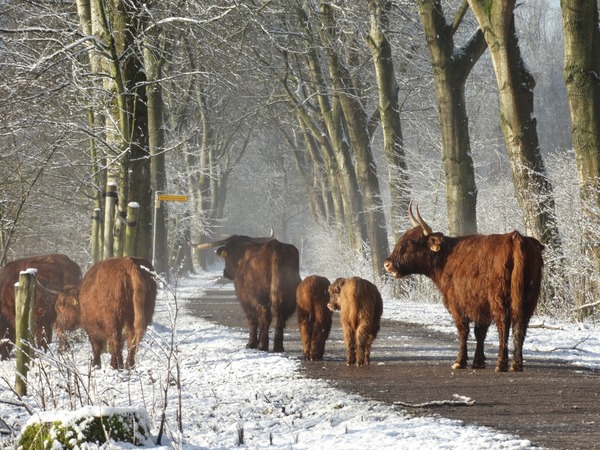 Decemberwandelingen in Broekpolder