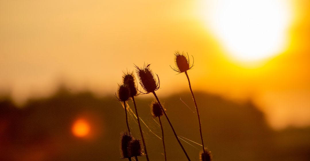 Vroege voorjaarswandeling met Broekpoldergidsen 