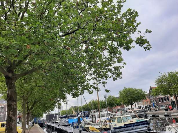 Platanen op de Oosthavenkade blijven staan!