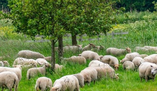Midzomerwandeling met kudde en herder Esther